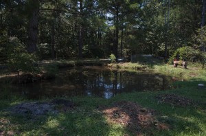 backyard pond photo