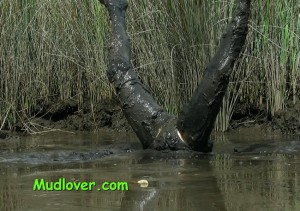 inverted in swamp mud