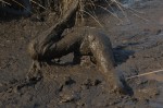 inverted in mud