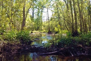 hunters-creek-mud